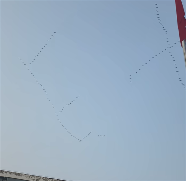 网友偶遇大雁列队排成ETC阵型向北飞 直呼头次见！