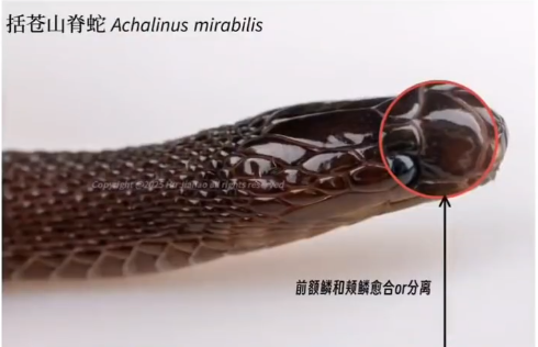 17岁男生发现新物种筷子蛇 直接发SCI期刊封神