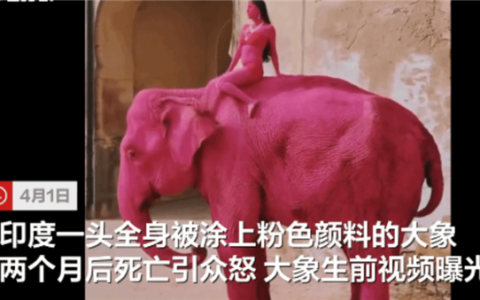 印度 65 岁大象遭涂粉色两月后身亡引发公众愤怒