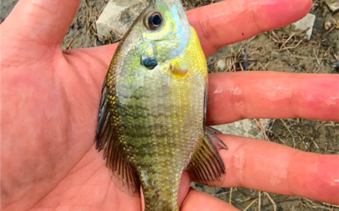成都多湖惊现黑耳怪鱼，确认为入侵物种北美蓝鳃太阳鱼