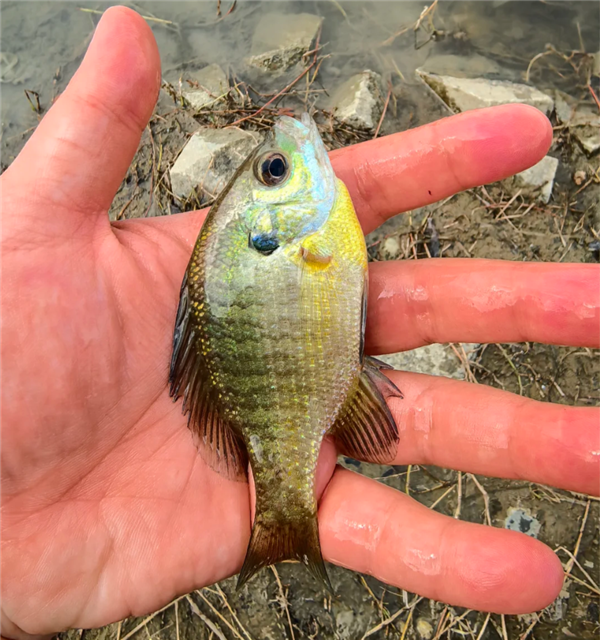 成都多湖惊现黑耳怪鱼，确认为入侵物种北美蓝鳃太阳鱼
