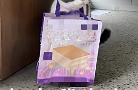 当AI接管编程，程序员唯一不可替代的能力是什么？