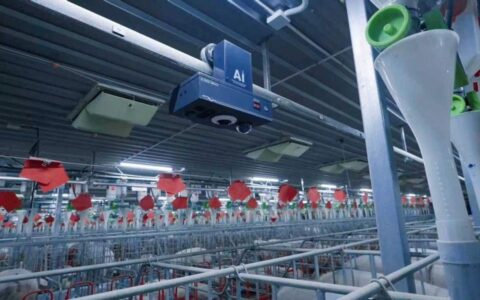 AI“翻译”养殖经验，智慧养猪提质增效——讯飞和光科技以大模型为传统产业升级注入新动能