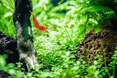 树上虾类完全脱离水源生长之谜