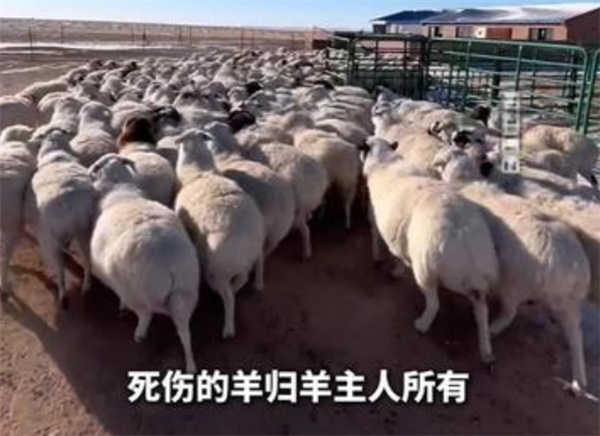 男子自驾撞羊群致53只死伤 赔8.48万不能带走