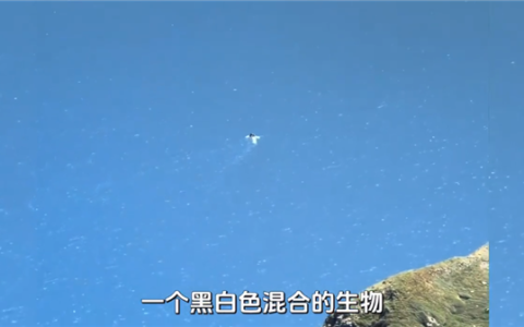 长白山天池水怪真象：大雁捕鱼