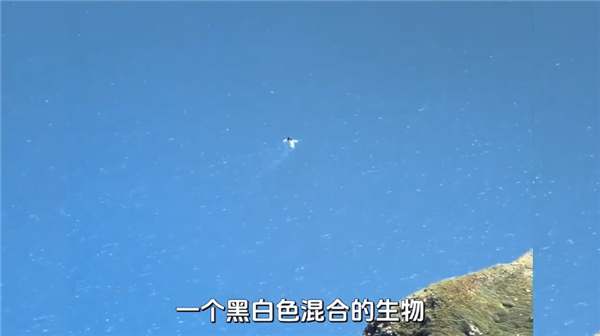 长白山天池水怪真象：大雁捕鱼